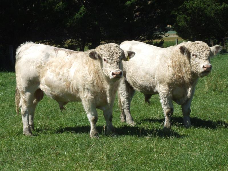 Doviezli sme na našu farmu dva nové plemenné býky Charolais. Veríme, že budú prínosom a zlepšia genofond!