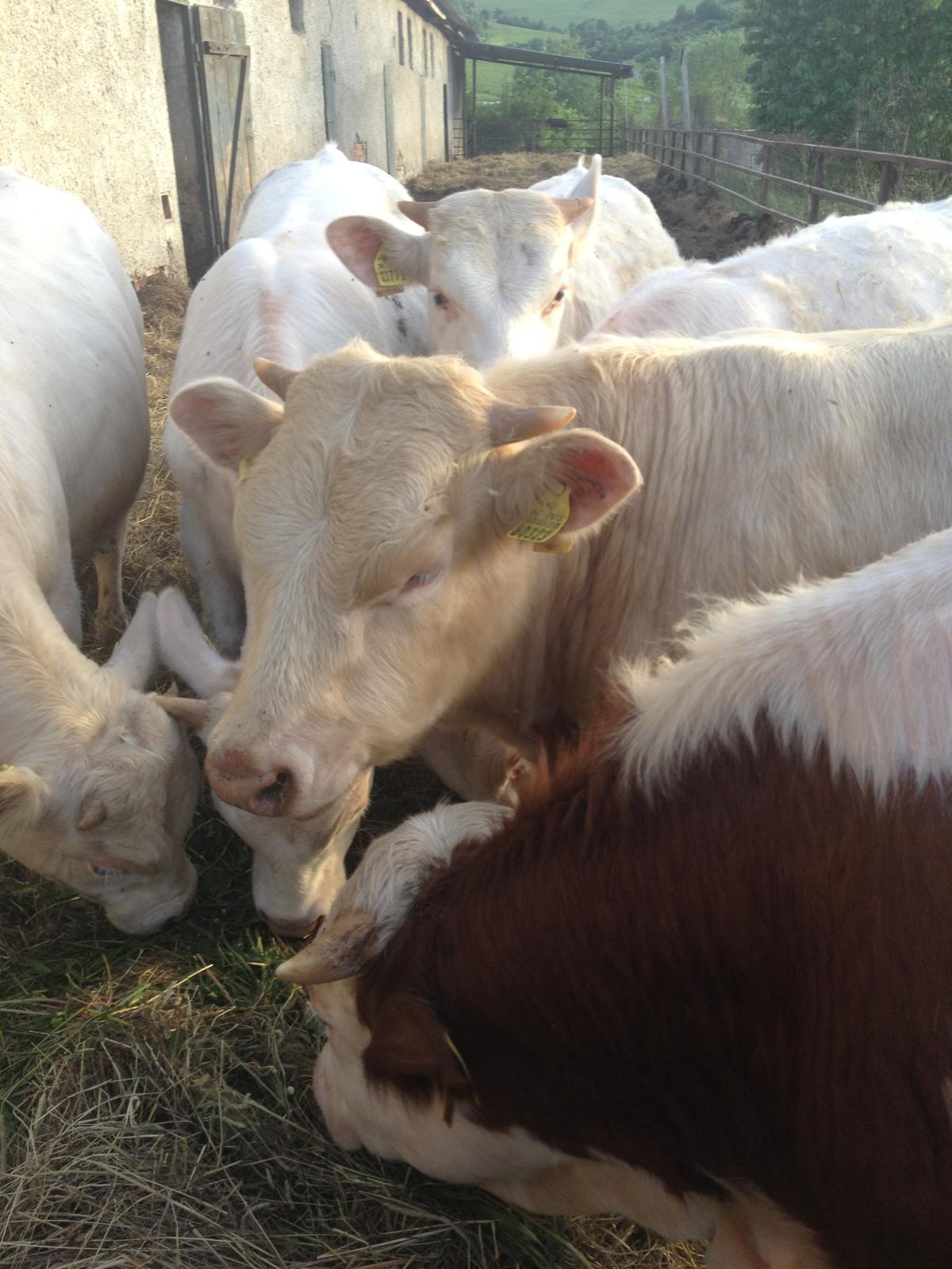 Charolais cattle