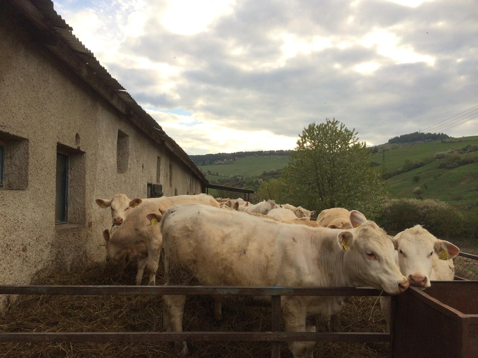 Charolais dobytok